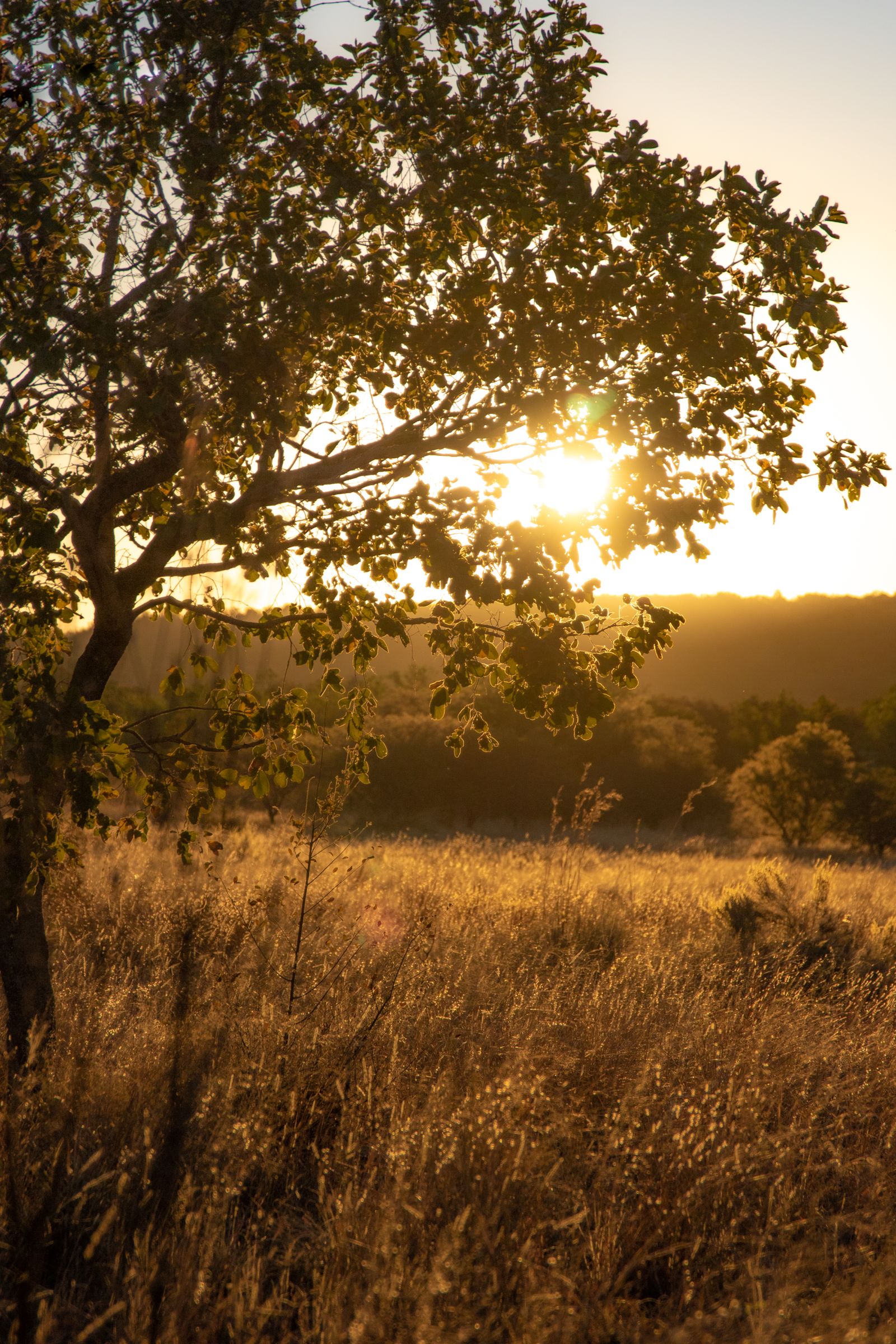 Un chêne au soleil couchant